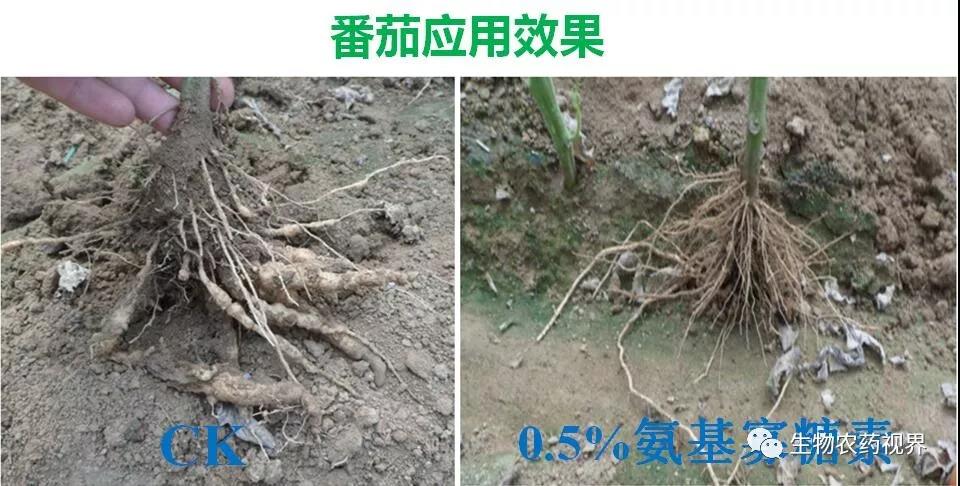 氨基寡糖素 - 植物的免疫衛(wèi)士，根結(jié)線蟲的克星