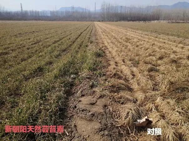 小麥拌種選新朝陽天然蕓苔素，讓小麥高產(chǎn)贏在起跑線上！（小麥在什么時候用蕓苔素效果最佳）