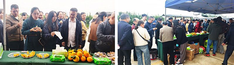 新朝陽生物技術(shù)助力綠色防控，推動柑橘產(chǎn)業(yè)綠色高質(zhì)量發(fā)展